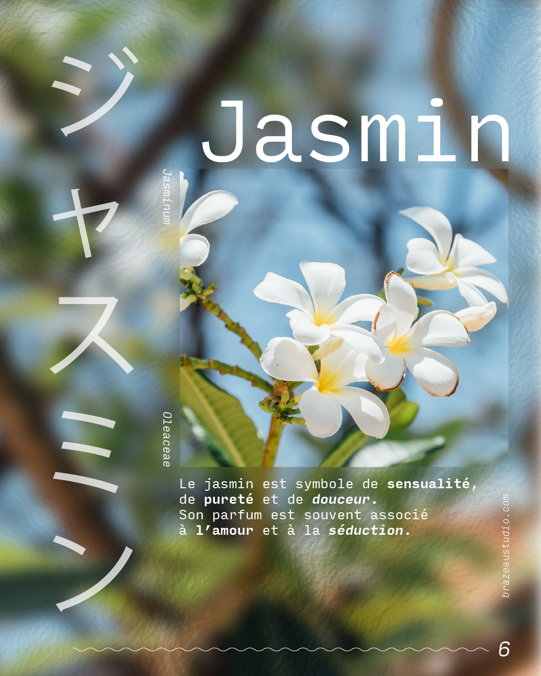 jasmin poster
