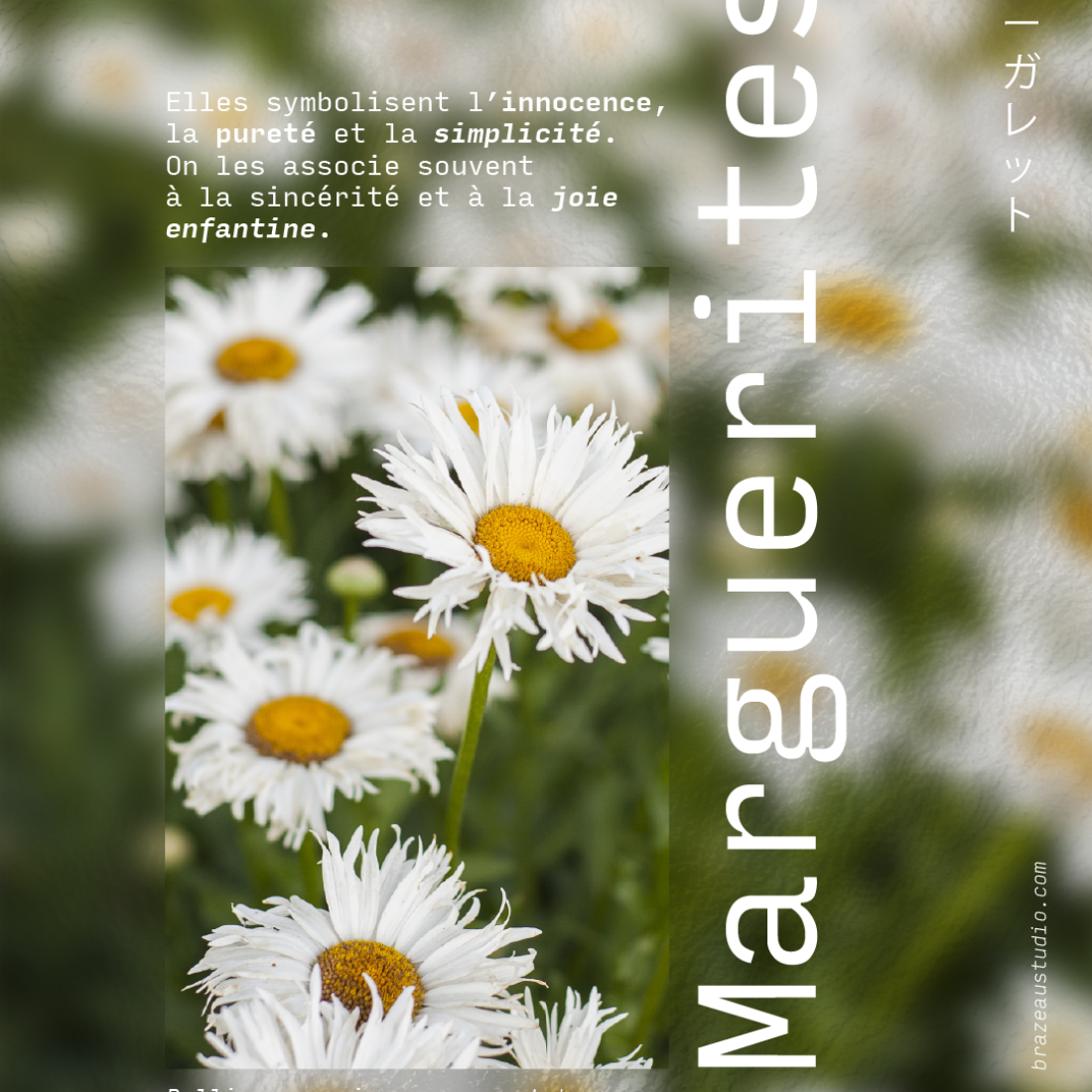 affiche marguerite